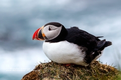 csm_island_082_00fee6d630_csm_watermark_9b09cc7a68_35dc9093e7