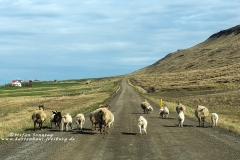 csm_island_128_705fa2c9ab_csm_watermark_9b09cc7a68_36c92e4570