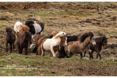 csm_island_137_ge_10a7831abf_csm_watermark_9b09cc7a68_58c2d5b960