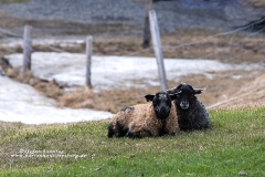 csm_island_212_c92d208766_csm_watermark_9b09cc7a68_439fd94cb9