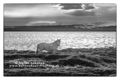 csm_island_193_d884b92030_csm_watermark_9b09cc7a68_1ae075143d