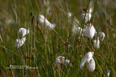 csm_schottland0019_b1db39538c_csm_watermark_9b09cc7a68_fd4465ac79