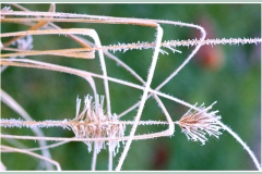Blumen-w-002